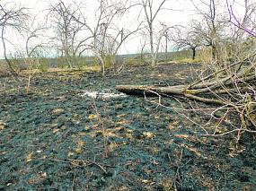 В воронежском музее-заповеднике «Дивногорье» выгорело 53 га поля